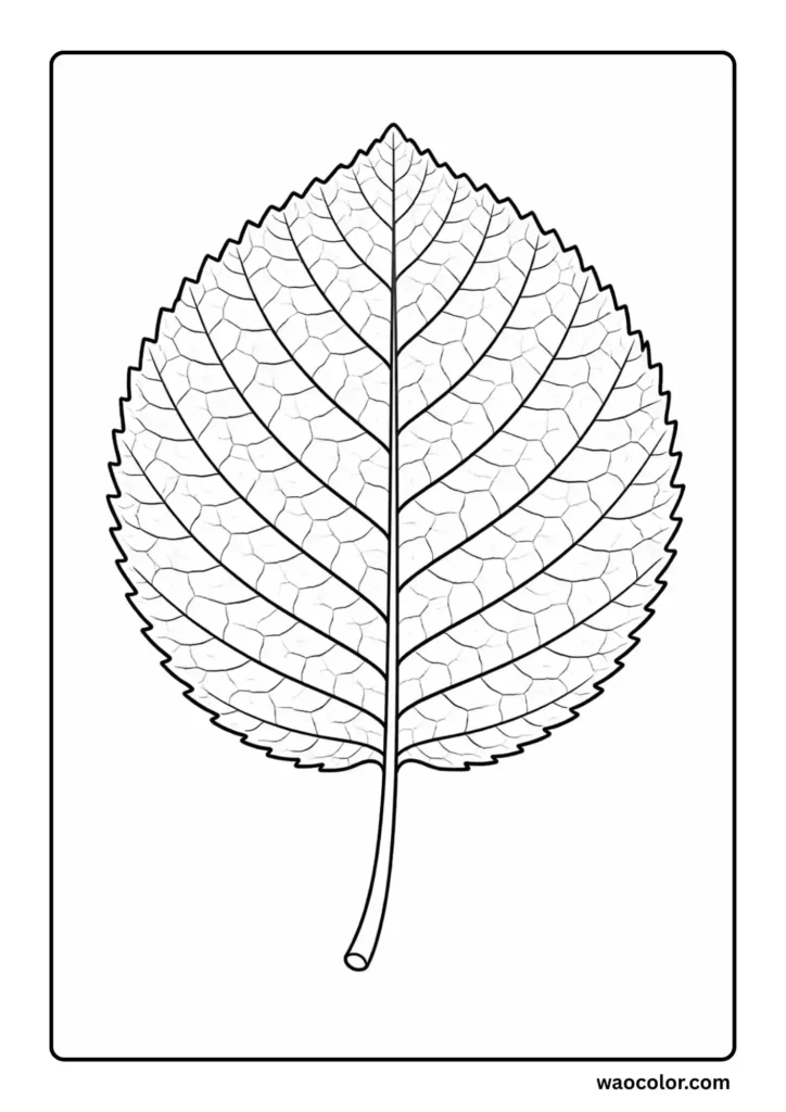 Coloring Pages of Alder Leaf