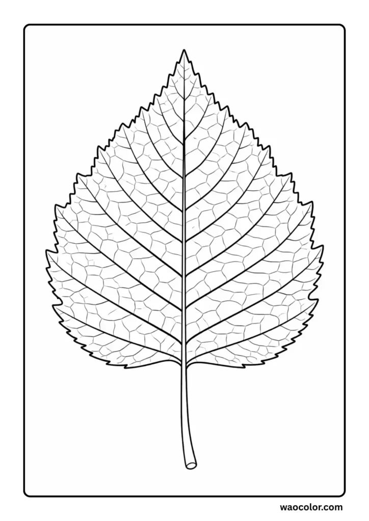 Coloring Sheet of Birch Leaf
