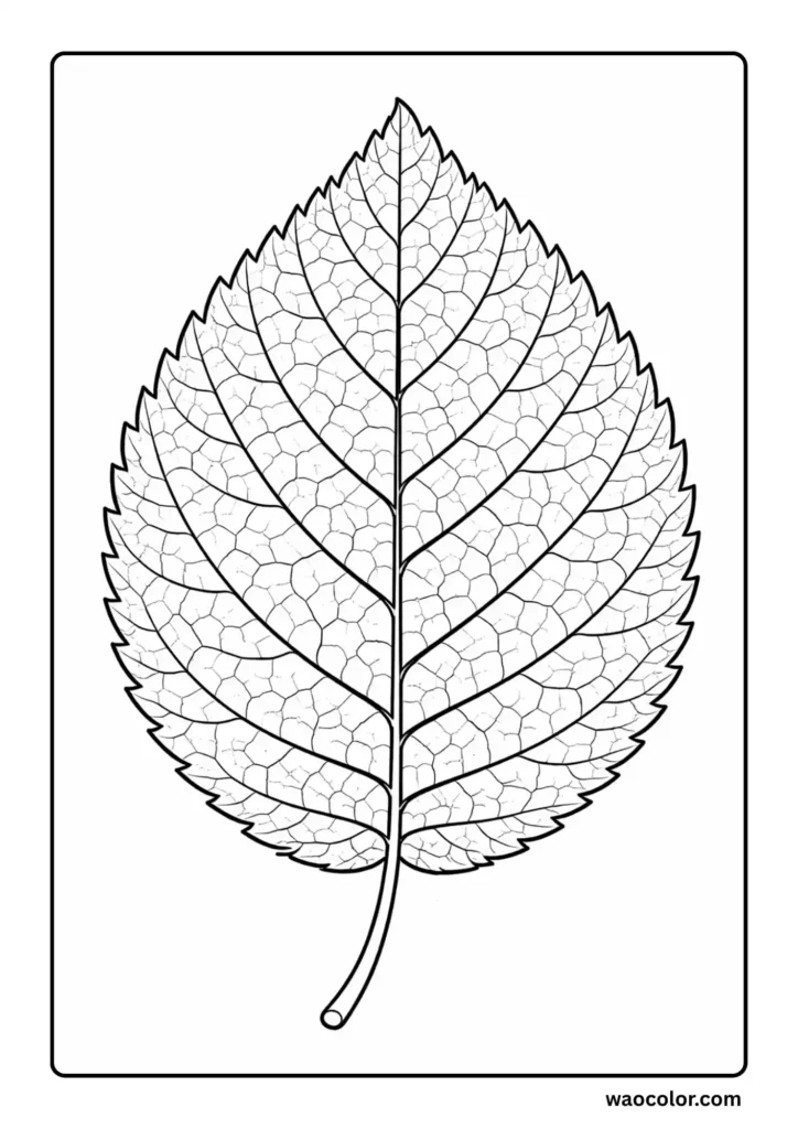 Elm Leaf PDF Coloring Printable