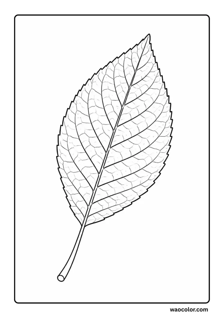 Free Coloring Pages of Cherry Leaf