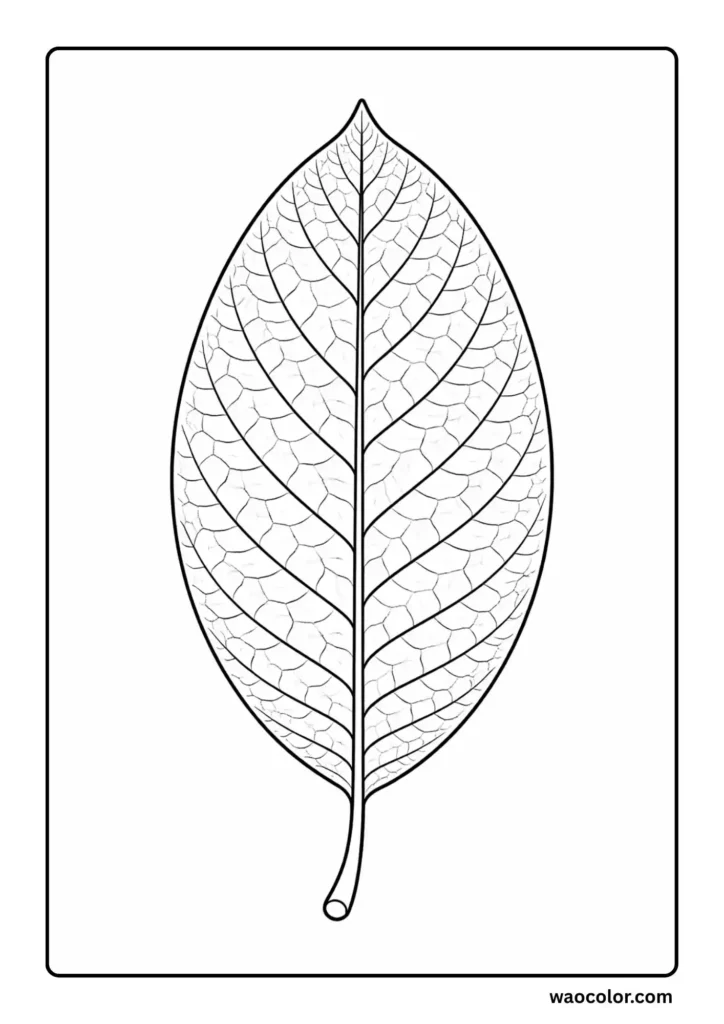 Leaf Coloring Pages of Magnolia Leaf