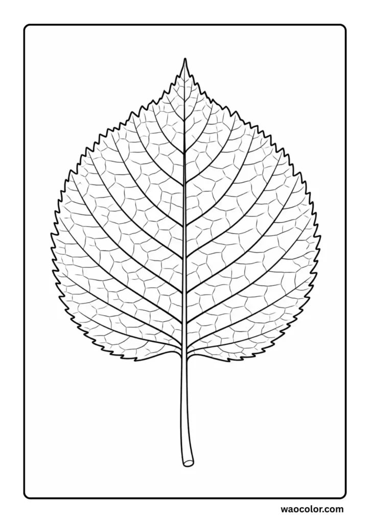 Linden Leaf PDF Printable