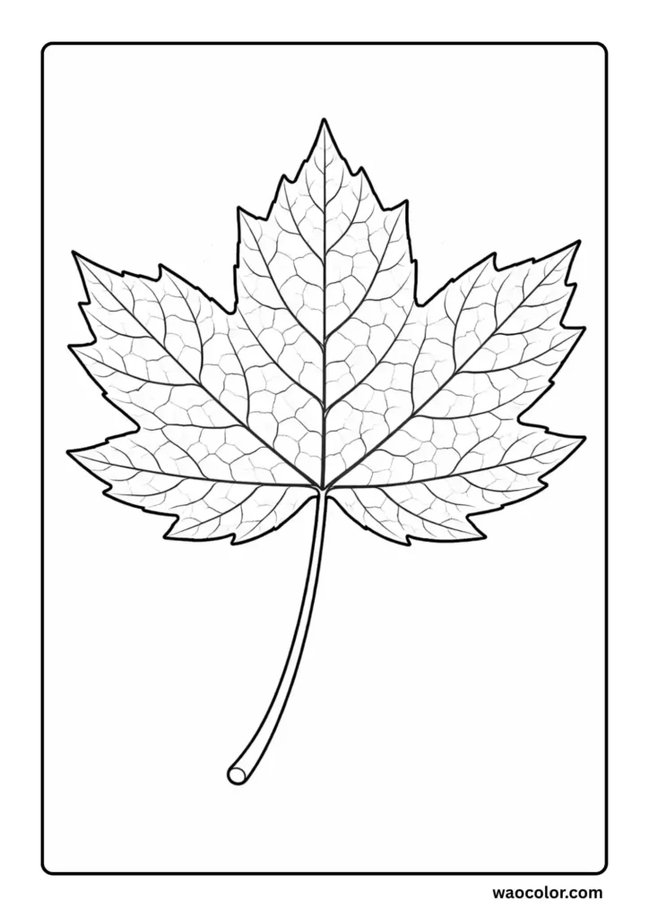Maple Leaf Sheet to Color