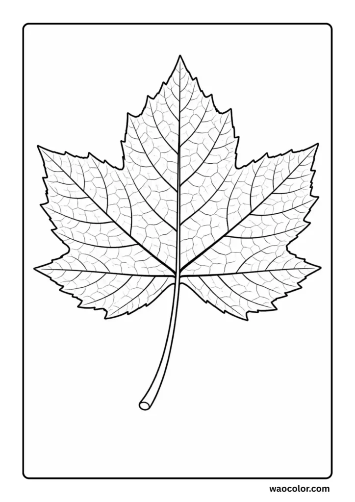 Sycamore Leaf Coloring Sheets Printable