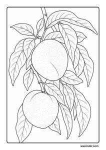 Beautiful Peach Branch Coloring Sheets for Preschool
